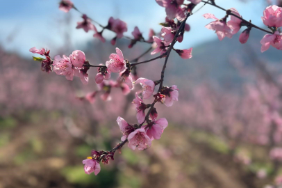 Küllerinden doğan mucize: Gürsu’da şeftali çiçekleri açtı!