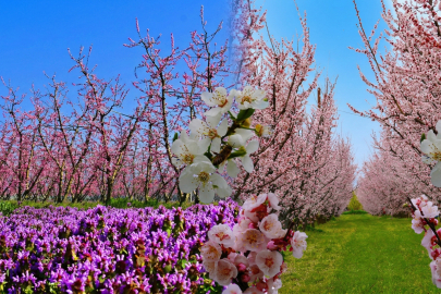 İznik’te bahar senfonisi: Şeftali ve erik ağaçları gelinliğini giydi!