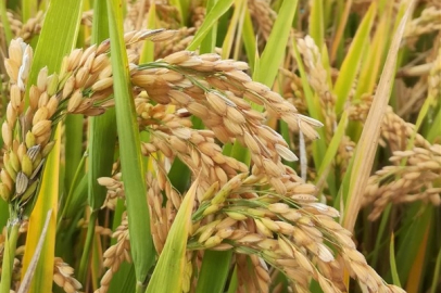 Pirinçte ithalat patlaması: Bir yılda yüzde 376 artış!