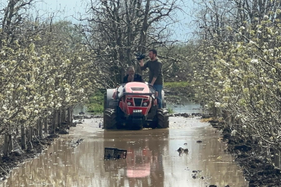 Bursa'da üretici kan ağlıyor: "Sular çekilmezse ağaçlar kuruyacak!"