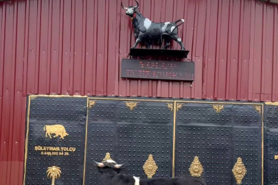 Heykeli gerçek sanıp kaçtı: Tosunun şaşkınlığı sosyal medyada gündem oldu