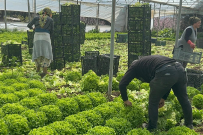 Marul altın çağını yaşıyor: Tarlada 30, markette 80 Lira!