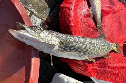 Uluabat Gölü’nde turna fiyatı zirvede: Kilosu 600 liraya çıktı