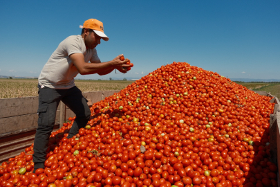 Salçalık domateste alarm: Maliyetler uçtu, sistem değişiyor