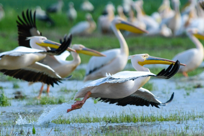 Pelikanların göç molası başladı!