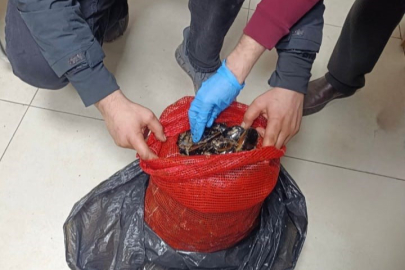 Halk sağlığıyla oynayanlara darbe: 10 ton midye ele geçirildi