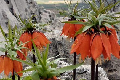 Koparmanın cezası 700 bin Lira: Ters laleler çiçek açtı