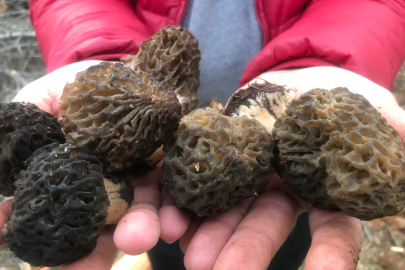 Toroslar’da “göbek” mesaisi: 7’den 70’e herkes dağda