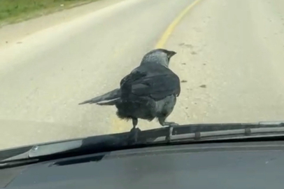 Trafikte şaşırtan misafir: Karga kilometrelerce yol gitti