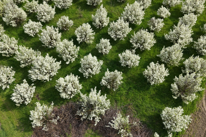 İnegöl’de bahar şöleni: Meyve bahçeleri gelinlik giydi!