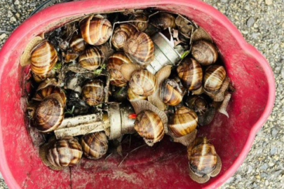 Kaçak toplanan 16 kilogram salyangoz ele geçirildi