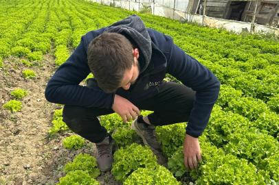 Bursa'da marul altın çağını yaşıyor: Tarlada 35 Lira!