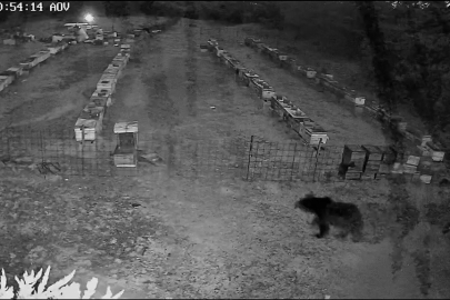 Arıcıların kabusu geri döndü: Ayılar yine kovanlara saldırdı