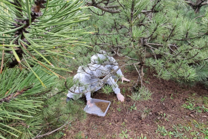 Bursa ormanlarında terminatör mesaisi: Doğal denge için salındılar