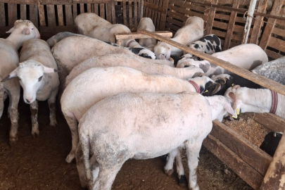 Hayvancılıkta rekor verim: Fransız koçla kuzu sayısını katladılar