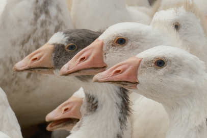 Anadolu kazında devrim: Et verimi iki katına çıkarılacak!