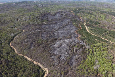 Beykoz’da alevlerin acı bilançosu: 14 hektarlık alan küle döndü