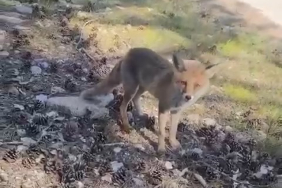 Bursa'da Tilki mesaisi: Aç kalan hayvanlar insanların yanına indi