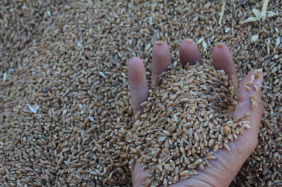 Dünya Tahıl Ambarı dolup taşıyor: 2026’da tüm zamanların rekoru kırılacak!