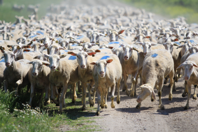 Küçükbaş Destek Projesi için son gün: Başvurular bugün bitiyor