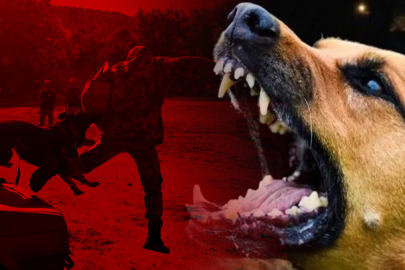 Romanya'da son üç yılda 64 bin köpek itlaf edildi