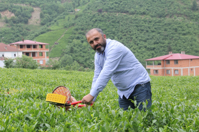 Yaş çay 35 TL oldu, gözler kuru çaya çevrildi: Üreticiden "Zam" beklentisi
