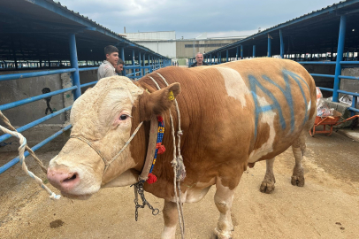 Maliyetler katlandı, kurban fiyatları uçtu