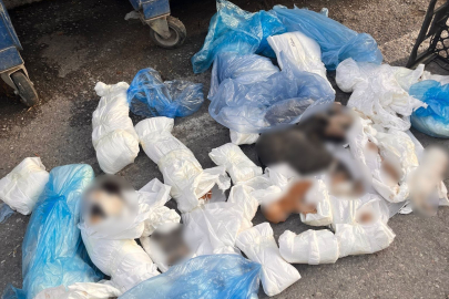 Vicdanlar yaralandı: Poşetlerin içinden bazıları yavru 33 kedinin ölüsü çıktı