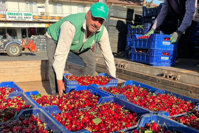 İznik'te sezonun ilk kirazı hasat edildi: İşte fiyatı