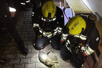 Apartman dairesinde korkutan yangın: Evin kedisi telef oldu