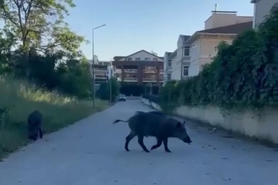 Domuzlar yerleşim yerine inerek yiyecek aradı