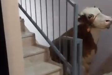Kesmek için büyükbaş hayvanı 6'ıncı kata çıkardı
