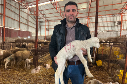 "Bu iş ikinci el koyunla olmaz!" 57 yıllık besiciden altın değerinde tavsiyeler