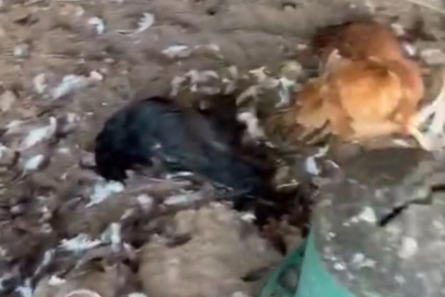 Mudanya'da sokak köpekleri kümese daldı: 30 tavuk telef oldu