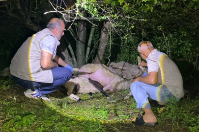 Sağanak yağış felaket getirdi: Ağacın altına sığınan hayvanlar yıldırım kurbanı