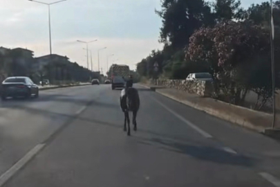 Ana yola fırlayan başıboş at sürücülere zor anlar yaşattı