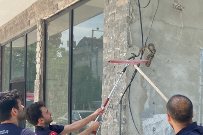 Bursa'da bir iş yerine giren yılan görenleri korkuttu