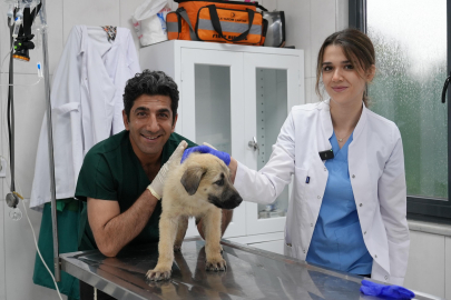 Ödüllü merkezden iki mucize operasyon: Gürsu'da sokak hayvanları emin ellerde!