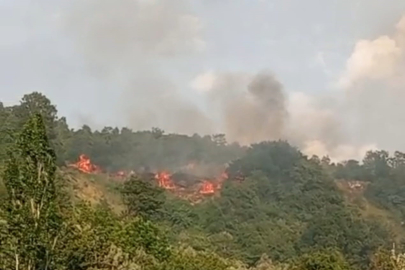 Gemlik'te korkutan yangın