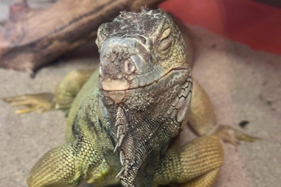 Evden tarantula ve yılan çıktı: Egzotik hayvan operasyonu