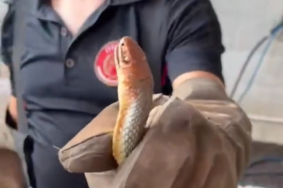 Feribottan inen araçtan yılan çıktı! Ekipler alarmda