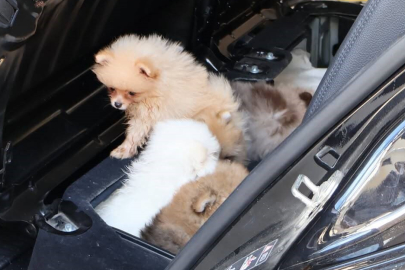 Kapıkule'de kaçak köpek operasyonu: 5 Pomeranian ele geçti!