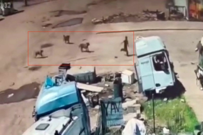 Başıboş köpekler küçük çocuğa saldırdı, facia son anda önlendi