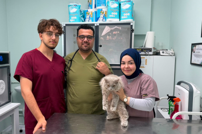 Kısırlaşmaya gelen kedi Bursa'da kliniği birbirine kattı
