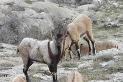 DKMP'den Muğla'da yaban keçisi avı ihalesi: Muhammen bedel 750 bin TL