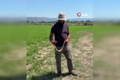 Bursalı çiftçi 1,5 metrelik yılanı eliyle yakaladı