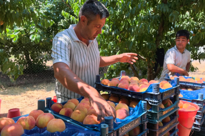 İnegöl şeftalisi tarlada 20 TL: İhracat çağrısı