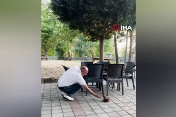 Kahvehaneye gelen sincabı elleriyle besledi