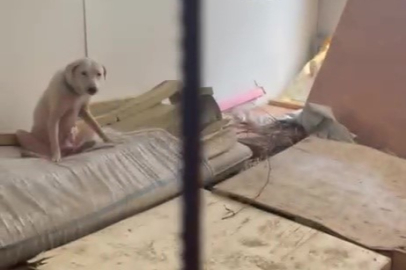 Yıldırım'da dehşet evi! Hayvanların çığlıkları mahalleliyi sokağa döktü