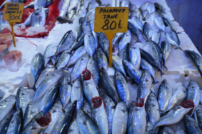 Karadeniz'de palamut bolluğu: Balıkçılar sezona hazır